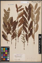 Salix aurita L. x Salix viminalis L.